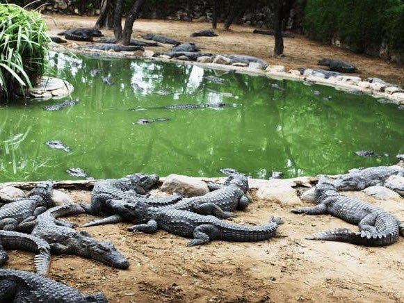 Ramatirtha Crocodile Project